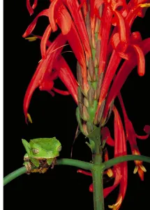 Wildlife In Peru Prints: Sharp-backed Monkey Tree Frog