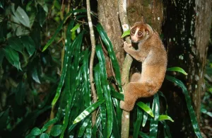 Asian Primate Species Prints: Slow Loris