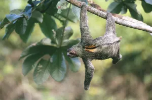 Bradypus Variegatus Images Prints: Three-toed Sloth
