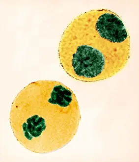 Cell Division Process Prints: Mitosis in Trillium Cell, light micrograph