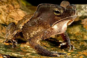 South American Frogs Prints: Mitred Toad or Amazonian Leaf Toad