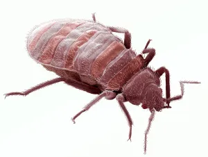 Mixed Science Images Prints: Colored Scanning Electron Micrograph Print of Bedbug Head