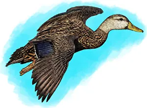 Mallard Duck Species Prints: Mottled Duck