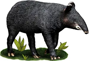 Wildlife Artwork Prints: Mountain Tapir
