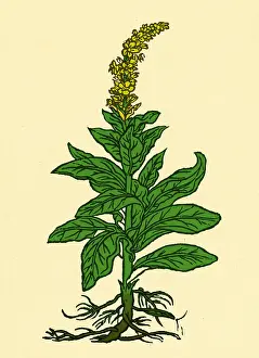 Mullein Plant Prints: Mullein