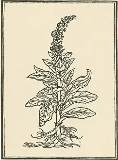 Mullein Plant Prints: Mullein