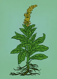 Mullein Plant Prints: Mullein