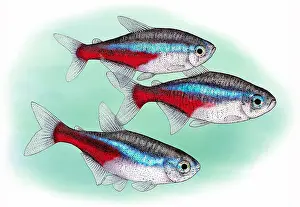 Neon Tetra Print - Tropical Freshwater Fish