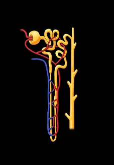 Kidney Anatomy Prints: Nephron, Illustration