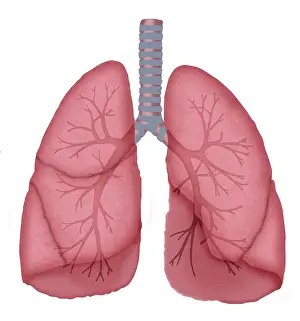 Respiratory System Artwork Prints: Normal lungs