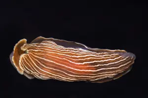 Nature Animal Pictures Prints: Nudibranch