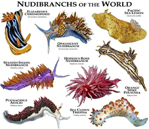 Nature Posters Prints: Nudibranches of the World