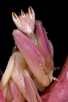 Rainforest Animal Photography Prints: Orchid Mantis