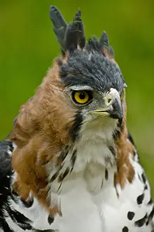 Close Up Bird Photos Prints: Ornate Hawk Eagle