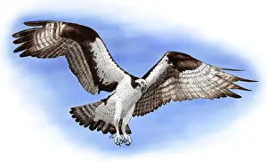 Osprey Bird Prints: Osprey