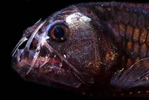 Deep Sea Fish Prints: Pacific Viperfish