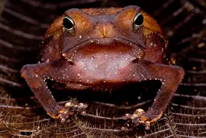 Peruvian Wildlife Prints: Para Toad
