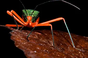 Colorful Insect Images Prints: Passion Vine Bug