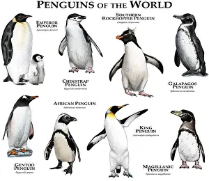Prints of Collage of various species of the world's penguins King Prints: Penguins of the World Print: Color Collage of Various Species