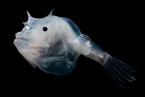 Deep Sea Creatures Prints: Phantom Anglerfish