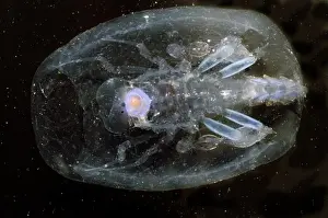Deep Sea Creatures Prints: Phronima