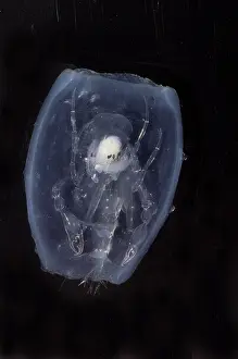 Phronima