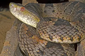 Pit Viper Species Prints: Pit Viper