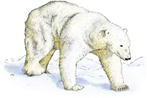 Polar Bear Illustration Prints: Polar Bear