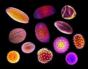 Scanning Electron Microscopy Prints: Pollen Grains