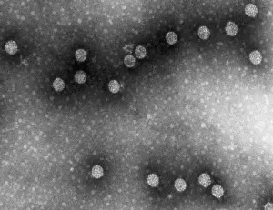 Medical Microbiology Images Prints: Polyoma Virus