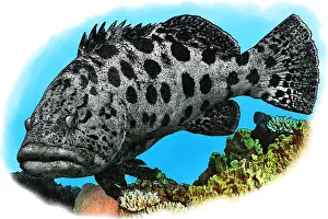 Marine Life Illustrations Prints: Potato Cod