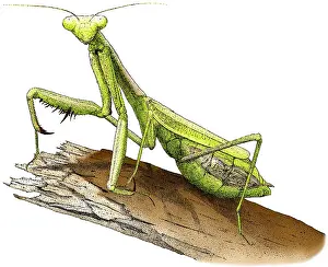 Prints of Colorized pen and ink illustration of a California Praying Mantis (Stagmomantis californica) Praying Mantis Prints: California Praying Mantis Print - Colorized pen and ink illustration