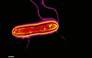 Gram Negative Bacteria Prints: Pseudomonas cepacea