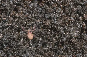 North America Animals Prints: Pseudoscorpion