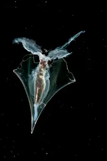 Transparent Ocean Animals Prints: Pteropod