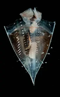 Transparent Ocean Animals Prints: Pteropod