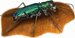Punctured Tiger Beetle Print