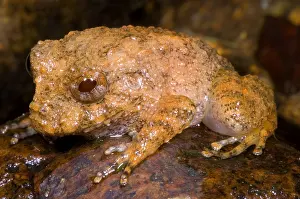Central American Wildlife Prints: Rain Frog