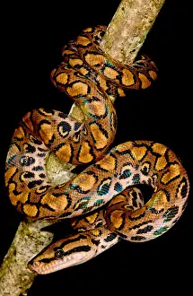 Amazon Rainforest Animals Prints: Rainbow Boa