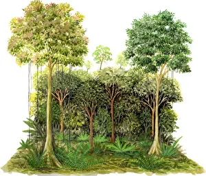 Rainforest Plant Life Prints: Rainforest