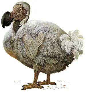 Extinct Birds Prints: Raphus cucullatus, Dodo Bird, Extinct