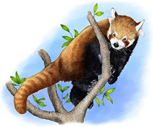 Wildlife Art Prints: Red Panda