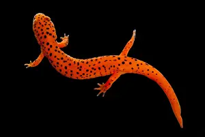 Red Salamander Print, Cave-Dwelling Species