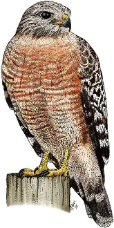 Wildlife Illustrations Prints: Red-shouldered Hawk