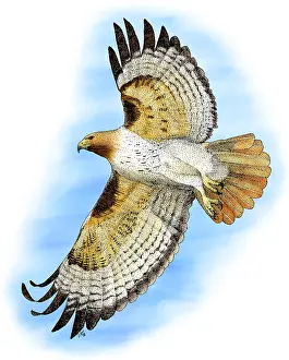 Red Tailed Hawk Prints: Red-tailed Hawk