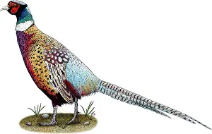 Wildlife Illustrations Prints: Ring-Necked Pheasant