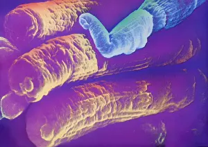 Scanning Electron Microscope SEM Prints: Rods and Cones, under a microscope (SEM)