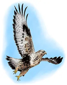 North American Bird Species Prints: Rough-legged Hawk
