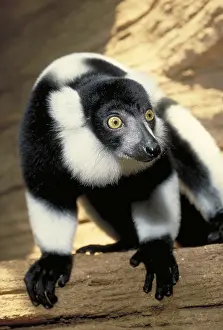 Primate Animals Prints: Ruffed Lemur