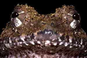Central American Frogs Prints: Rusty Robber Frog